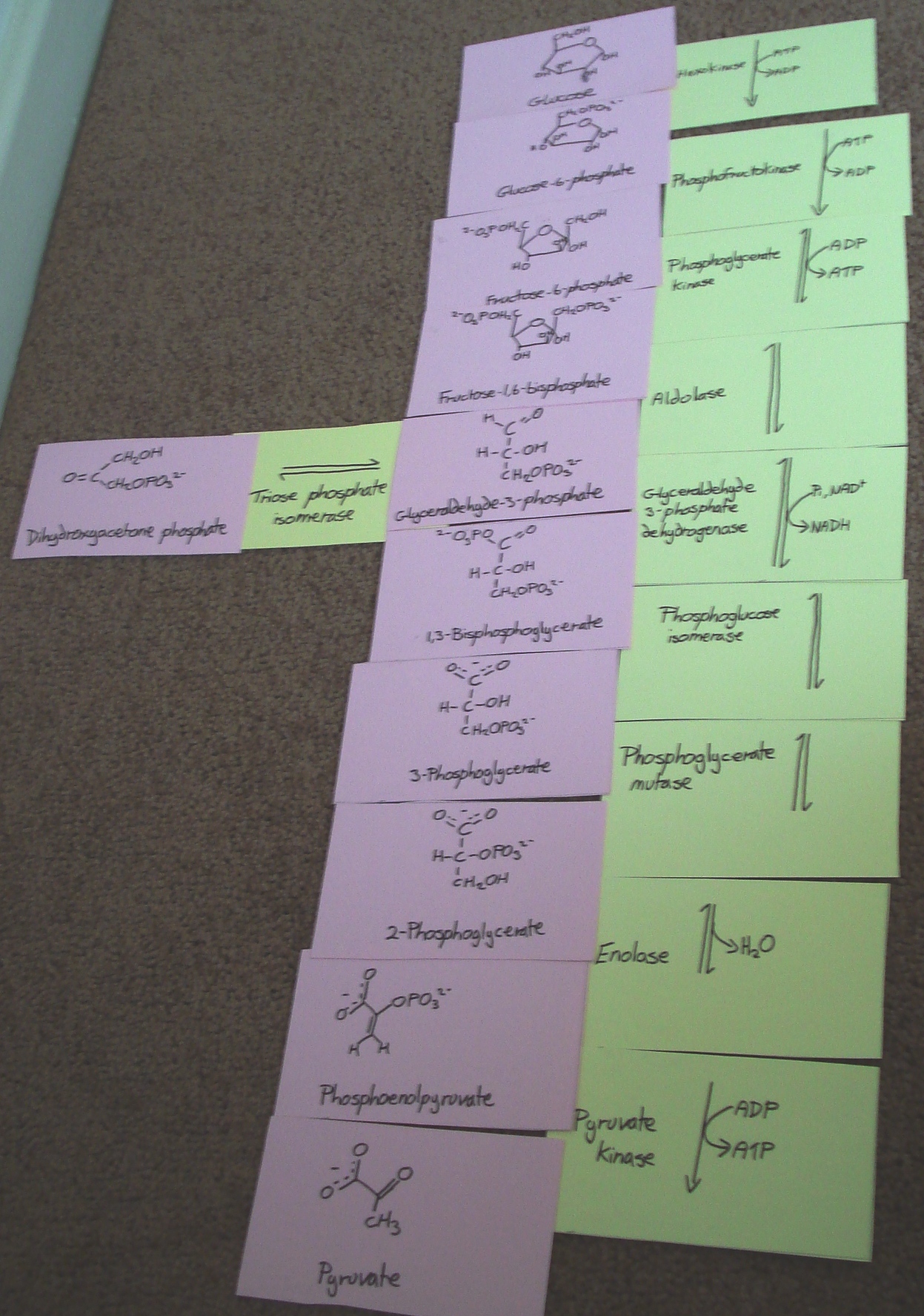 glycolysisandenzymecards.jpg