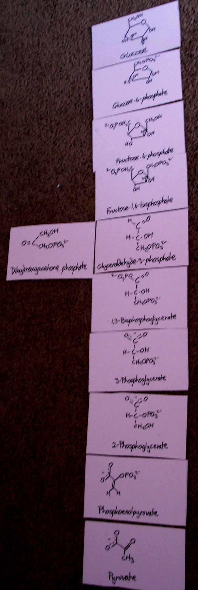 glycolysiscards.jpg