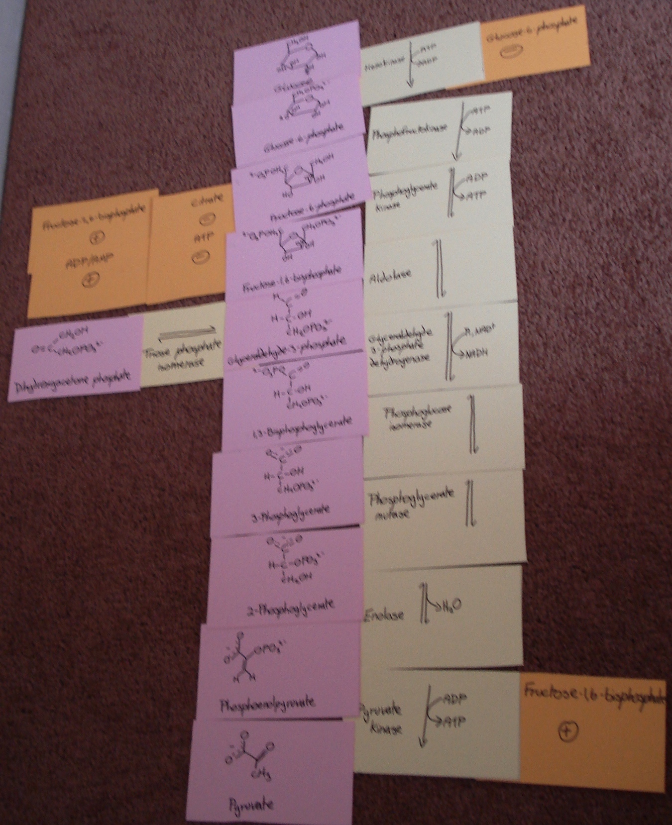 glycolysisenzymeandcontrolcards.jpg